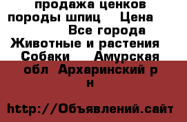 продажа ценков породы шпиц  › Цена ­ 35 000 - Все города Животные и растения » Собаки   . Амурская обл.,Архаринский р-н